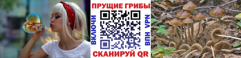 блэк спрут зеркало  Курган  Галлюциногенные грибы Magic Shrooms  где купить наркоту 